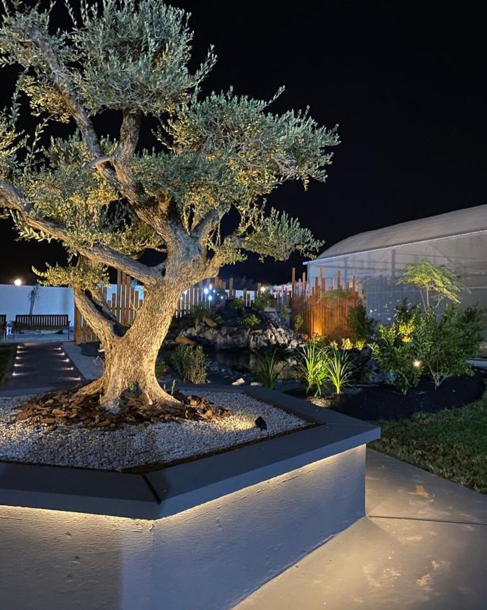 Feature olive tree and rock waterfall lit at night